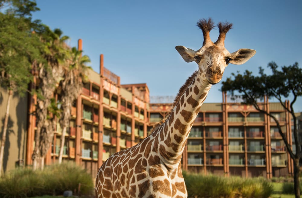 0722ZV_0232KP_1-1000x658-9941f87 Disney World Resort: Animal Kingdom Lodge Giraffes